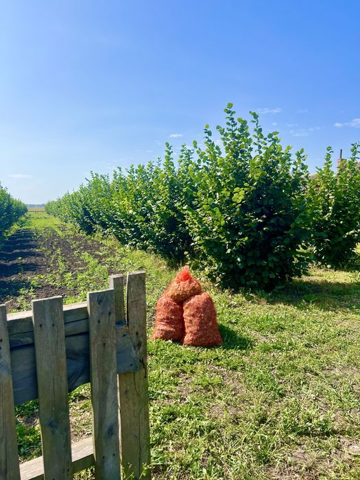 Ділянка 40 сотих, 20 під будівництво з фундуковим садом. Загребля
