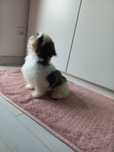 Dziewczynka Shih Tzu sunia, suczka