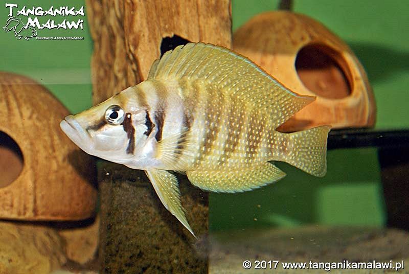 altolamprologus calvus yellow tanganika