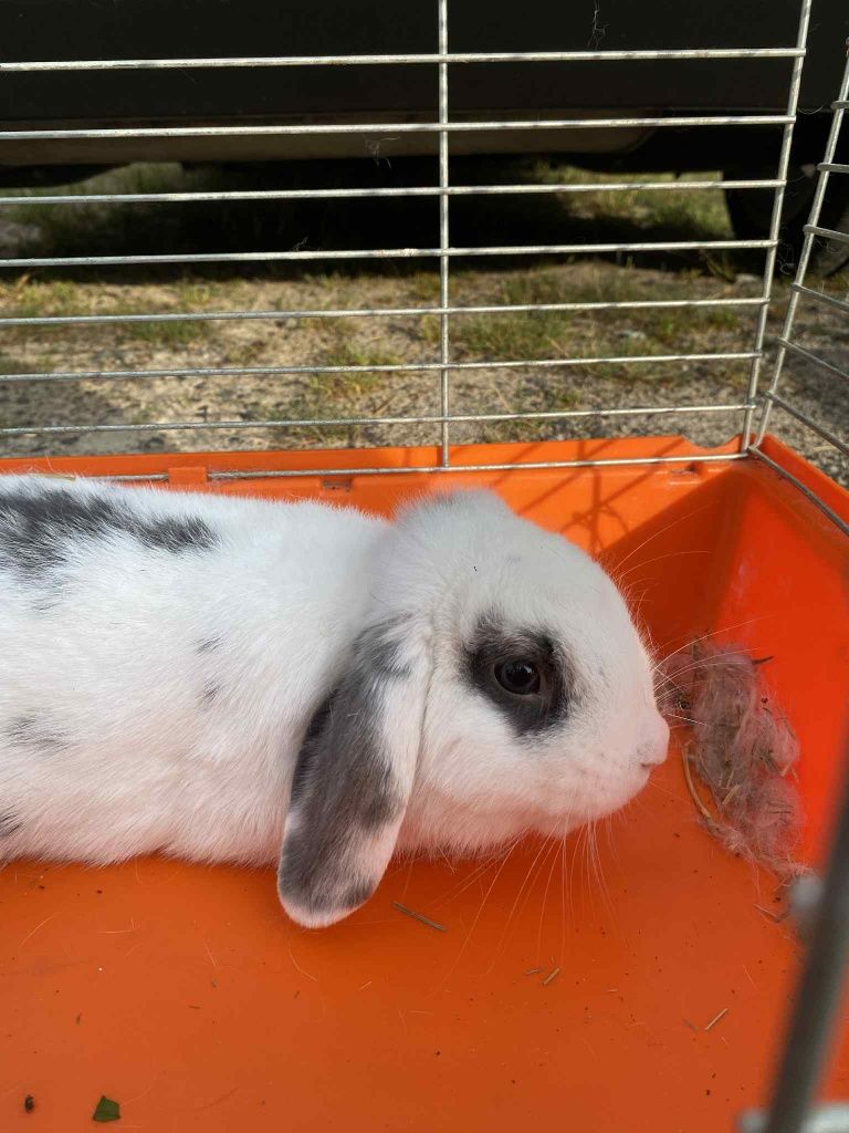 Króliki miniaturki