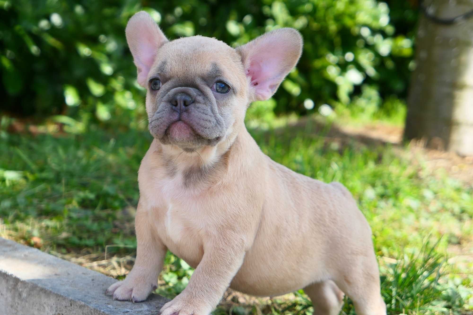Buldog Francuski- Suczka
