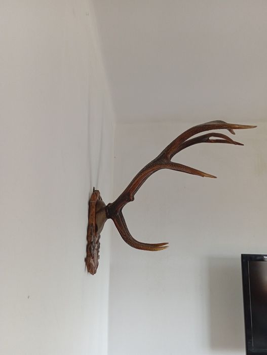 Duże trofeum Poroże jelenia   z 1958 roku