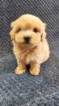 Maleńki XXS maltipoo badania szkolenie wyprawka