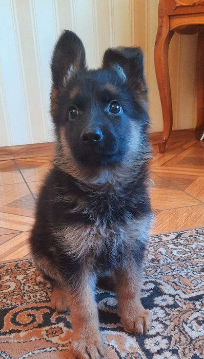 Німецька вівчарка