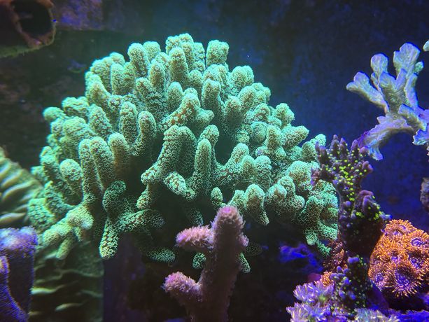Seriatopora caliendrum, duży koralowiec, akwarium morskie