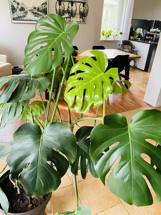 Śliczna Monstera dziurawa