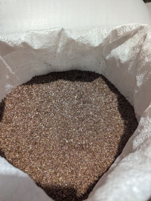 Льон масляний 2025 року