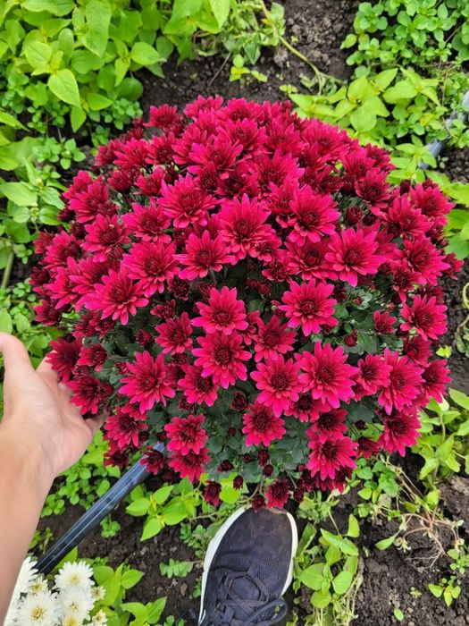 Хризантема мультифлора