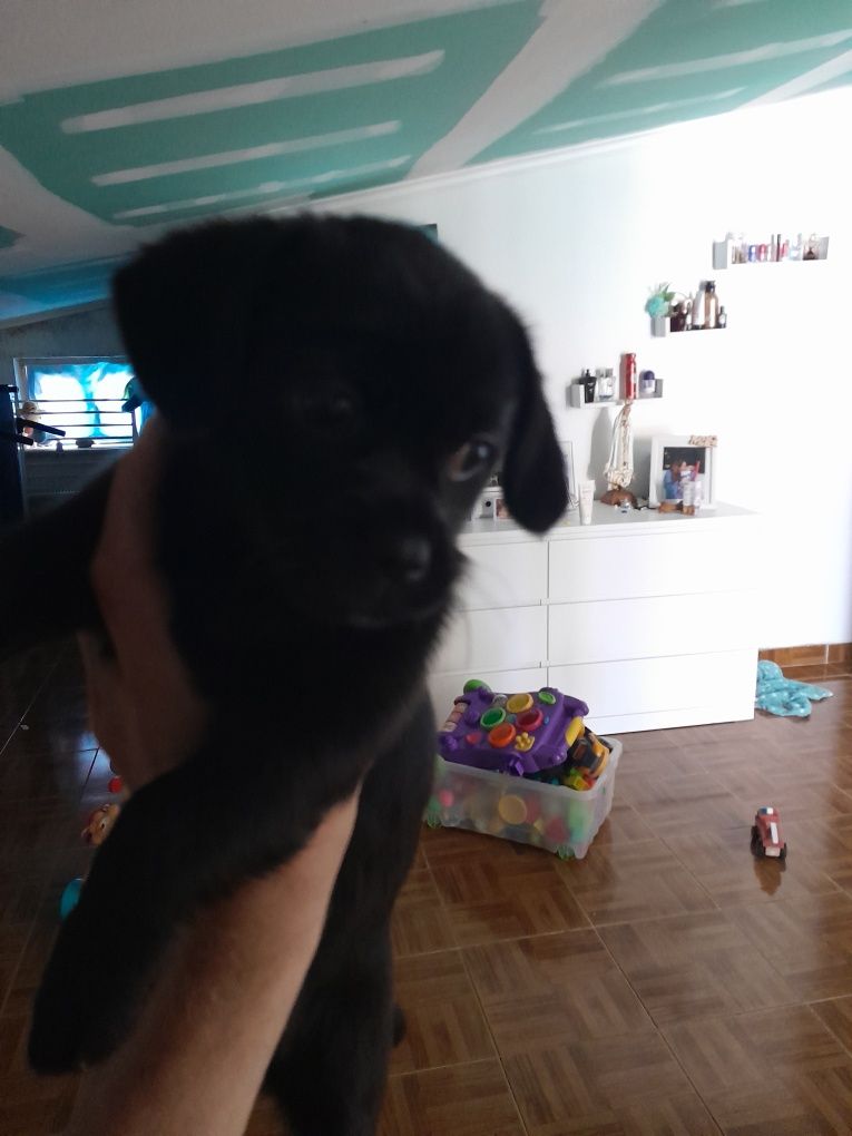 Femea chihuahua com 3meses