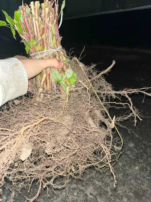 Розсада Полуниці Саджанці Малини Плодові дерева Рассада Клубники