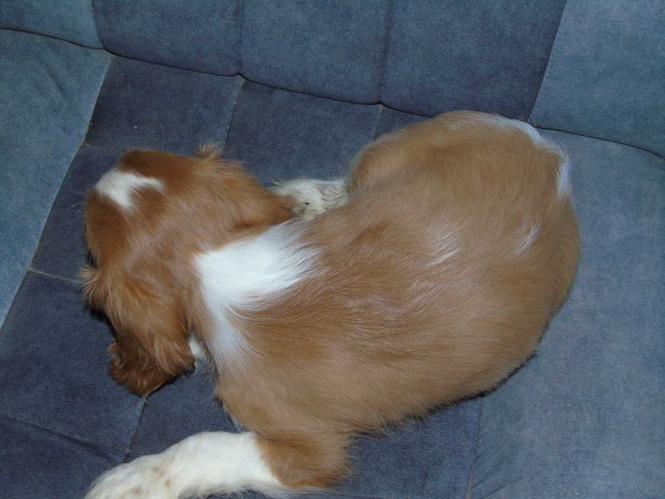 Cavalier King Charles Spaniel chłopiec