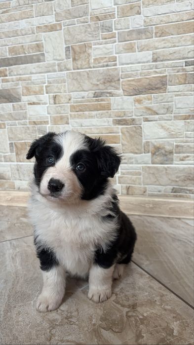 Suczka Border Collie