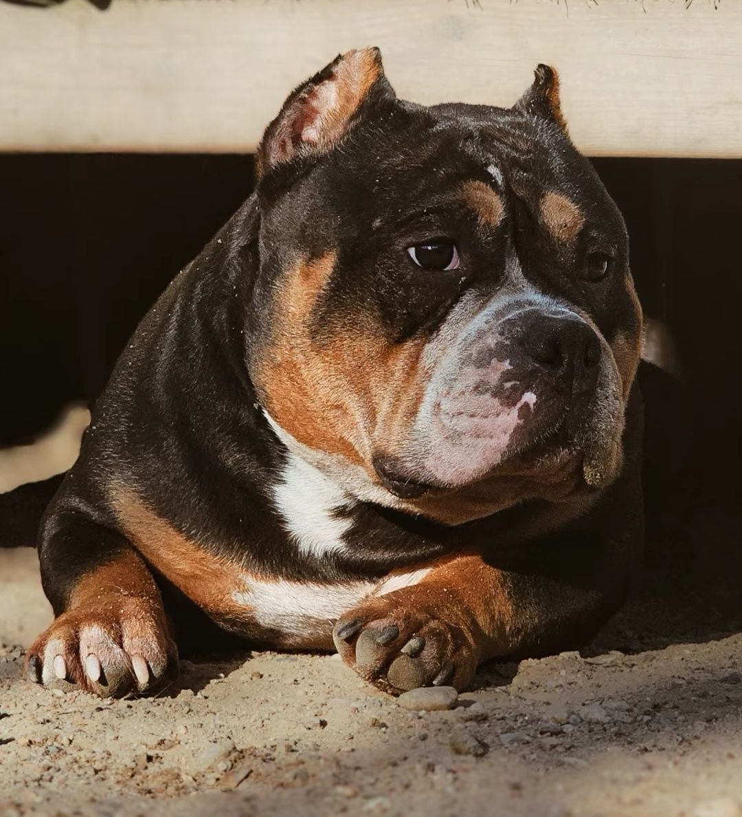 American Bully POCKET ,szczeniak 6 miesięcy ,  czekoladowy  TRICOLOR