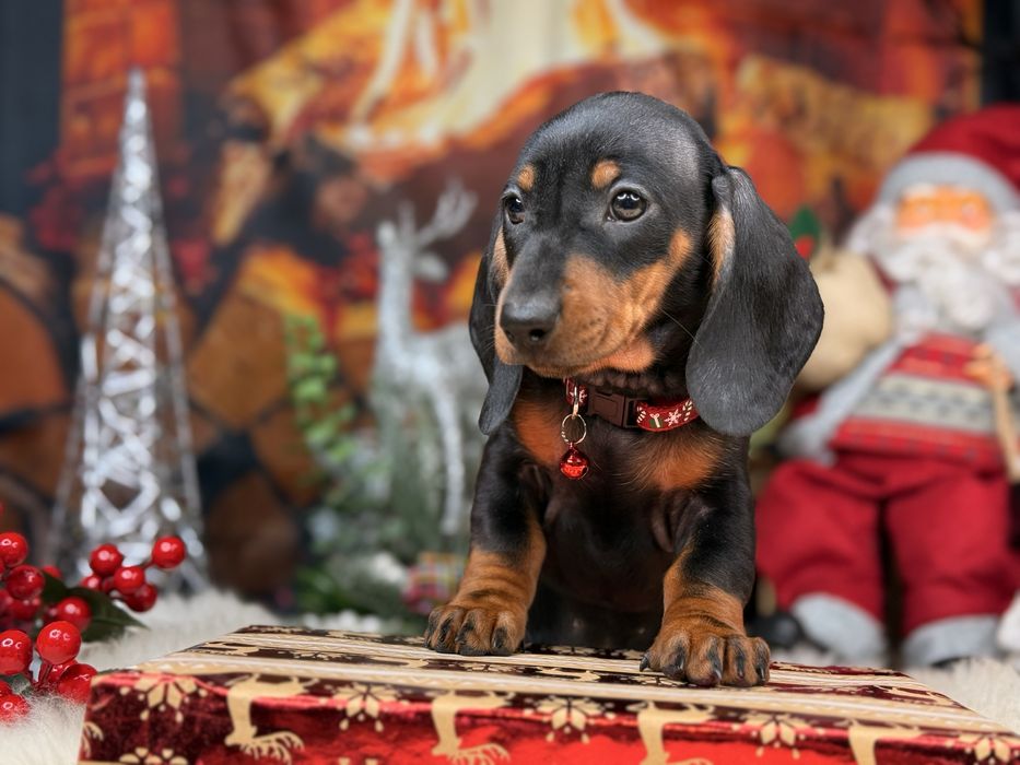 Jamnik krótkowłosy suczka