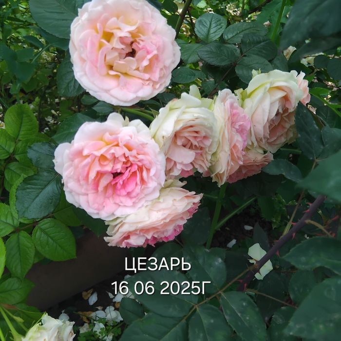 Розы плетистые, разные, на собственных  корнях.