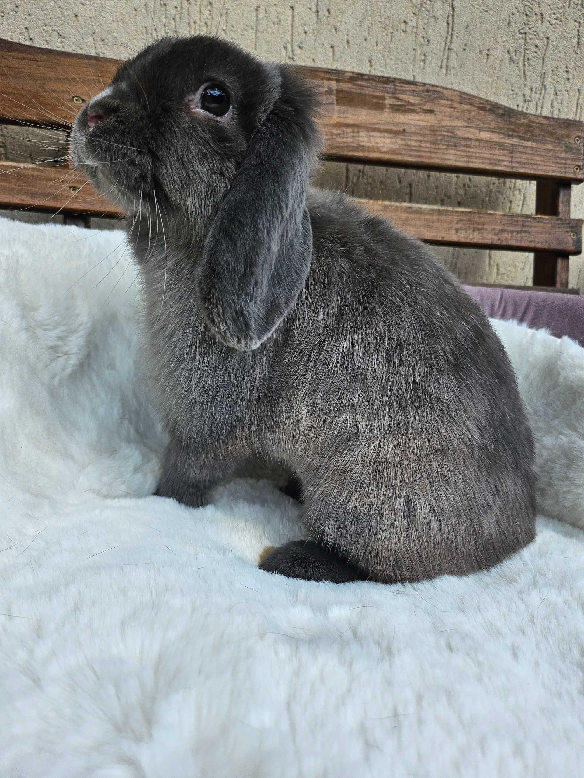 Króliki Mini Lop geny Niemieckie hodowla legalna zarejestrowana