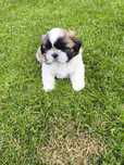 Shih Tzu szczeniak