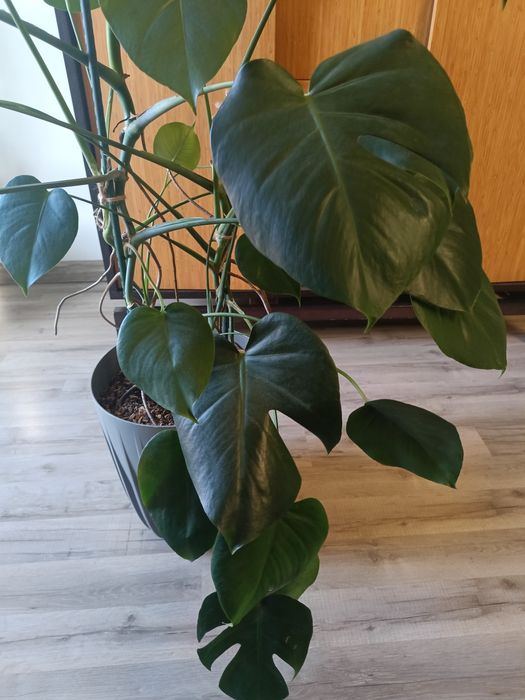 Monstera z doniczką