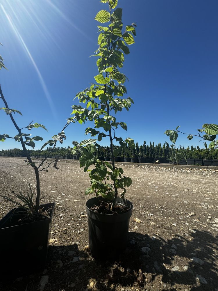 Grab Pospolity Na Żywopłot Carpinus Betulus Sadzonki Doniczka