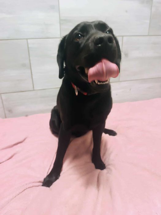 Lucky w typie labradora szuka nowego domu