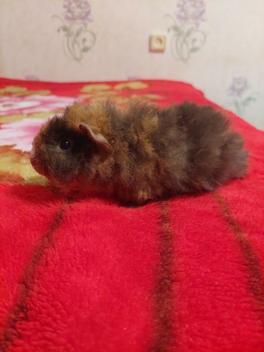 Продам красивых маленьких морских свинок! Породы "Тексель"