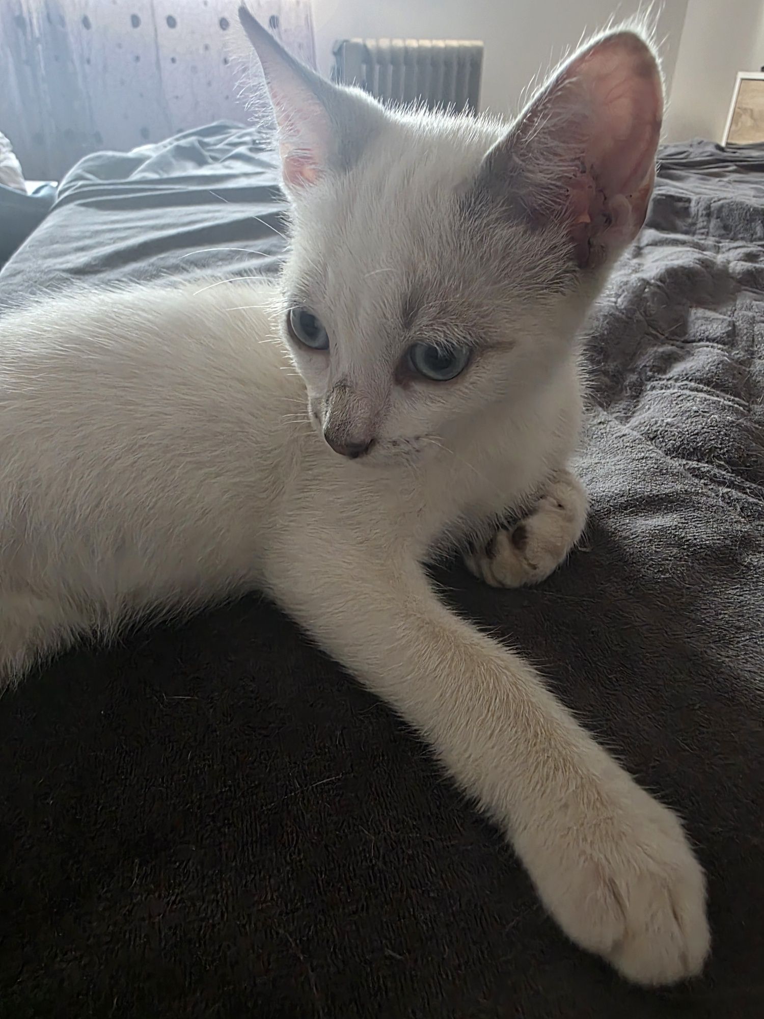 Gatinho macho para adoção responsável