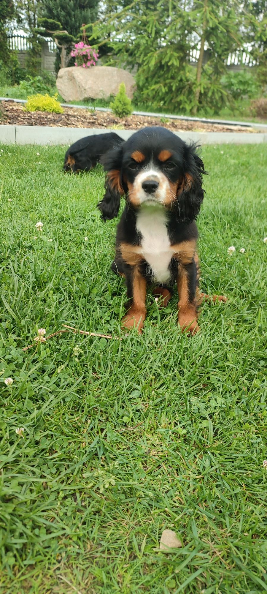 Cavalier King Charles Spaniel