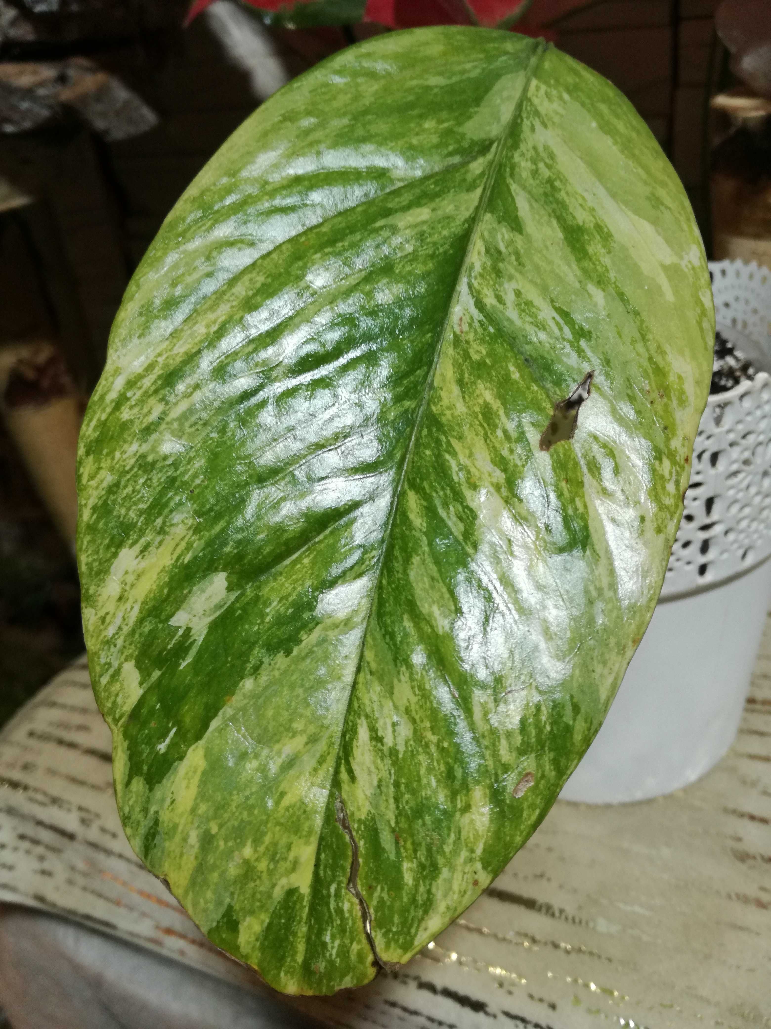 INTERNATIONAL Epipremnum Cebu Blue Mint Quadri(!)colour Variegata phil