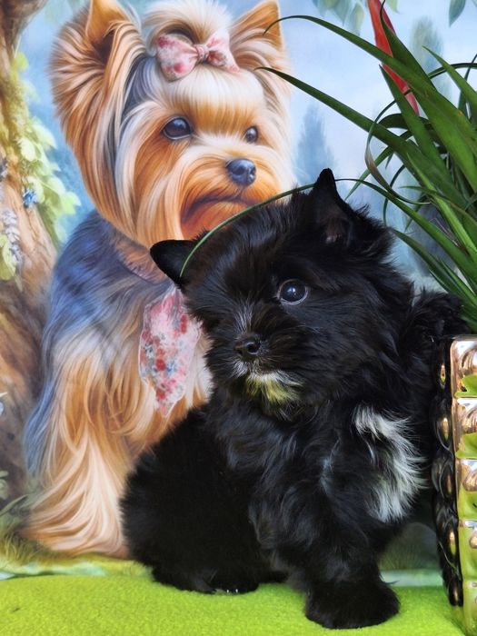 Yorkshire terrier czarny z rodowodem