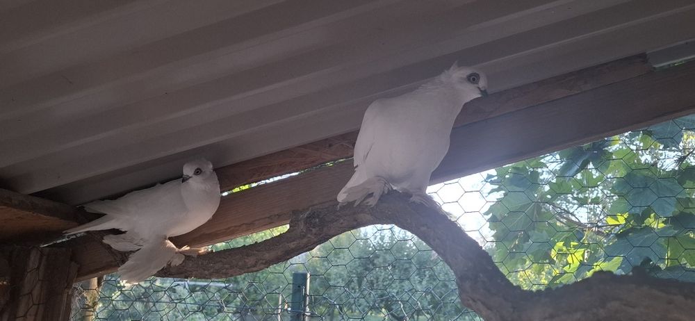 Sprzedam parę gołebi winer posiadam również inne rasy