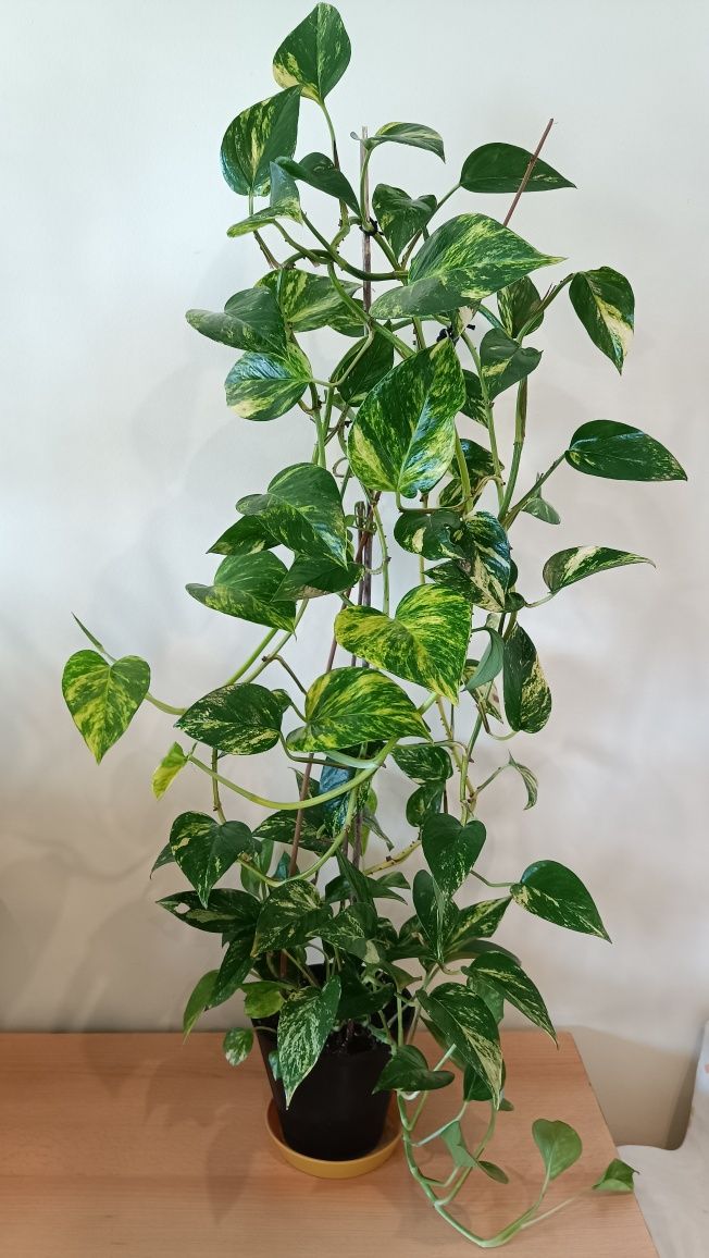 Epipremnum Aureum (złociste). Długość pędów ok 3 metry.