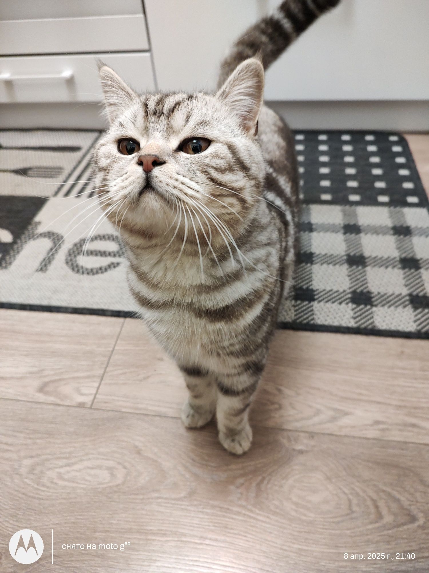 В'язка котика шотландець