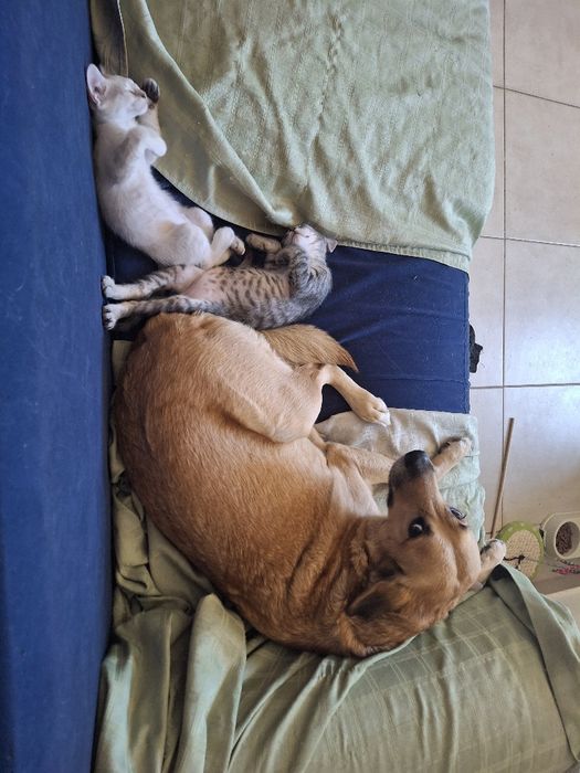 Dou -se quem tratar muito amor