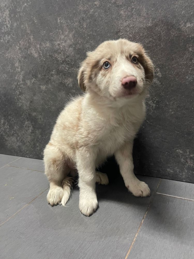 Border Collie Macho Red merle