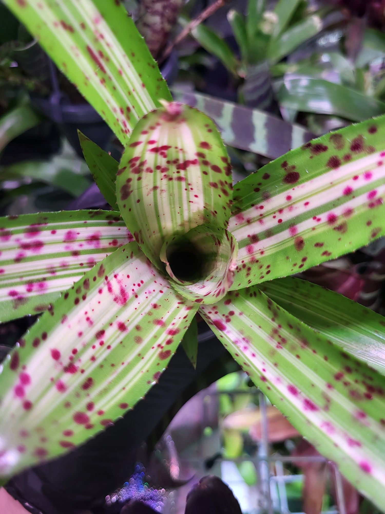 Rośliny egzotyczne do terrarium, paludarium, vivarium. Neoregelia