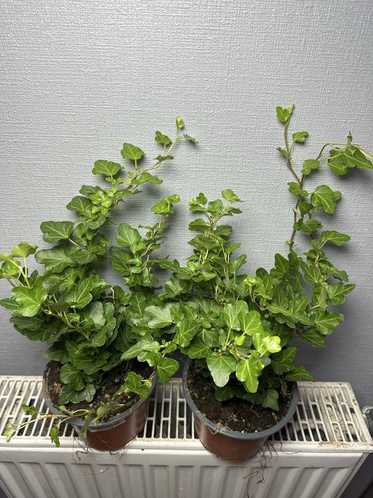 Стреліція Епіпремнум Маранта Плющ Спатифілум Даймонд Фікус Калатея