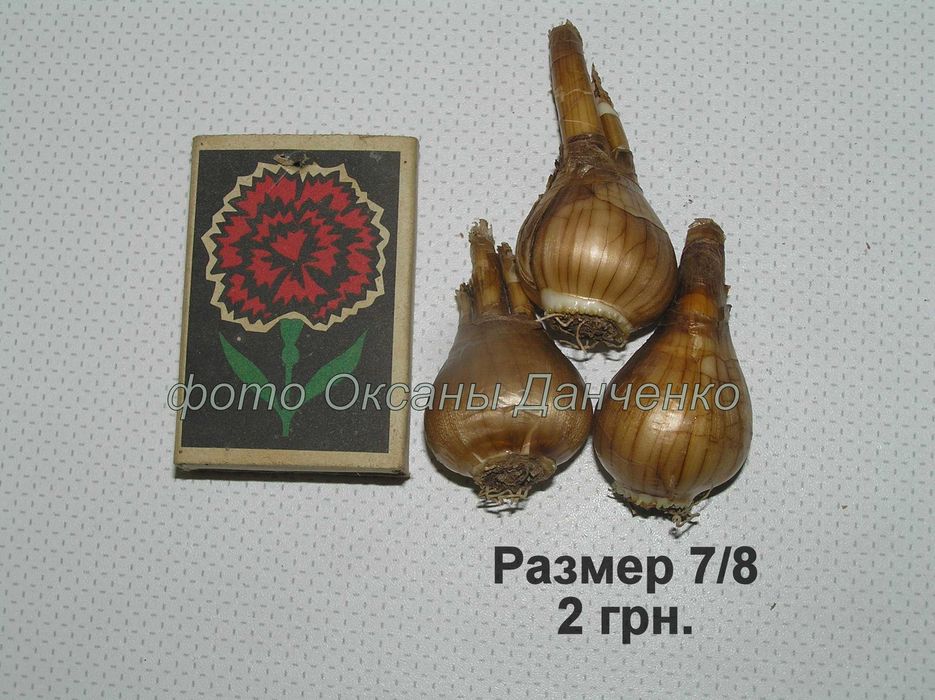 Нарциссы (луковицы)