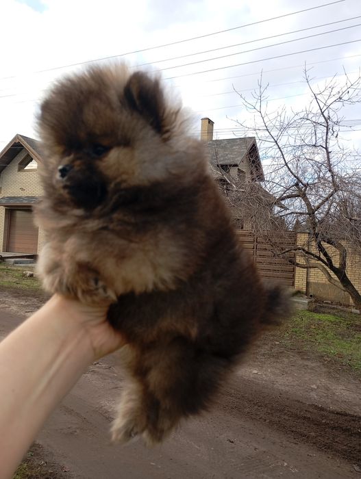 Два мини братика померанского шпица