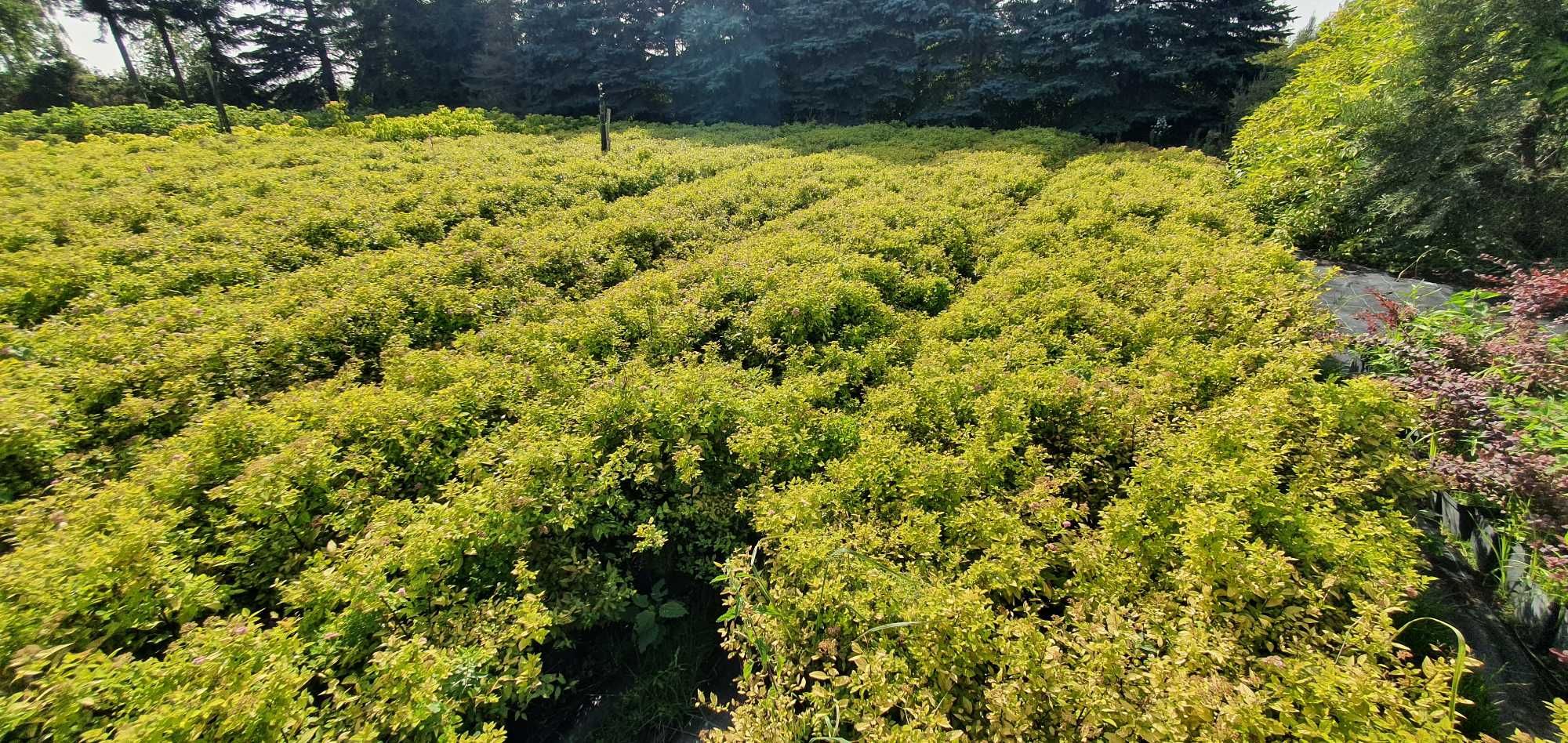 Tawuła japońska Goldmound, żółta w donicach. Duże sadzonki.