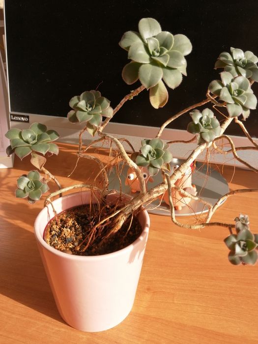 Aeoniun haworthii "Kiwi" duża roślina