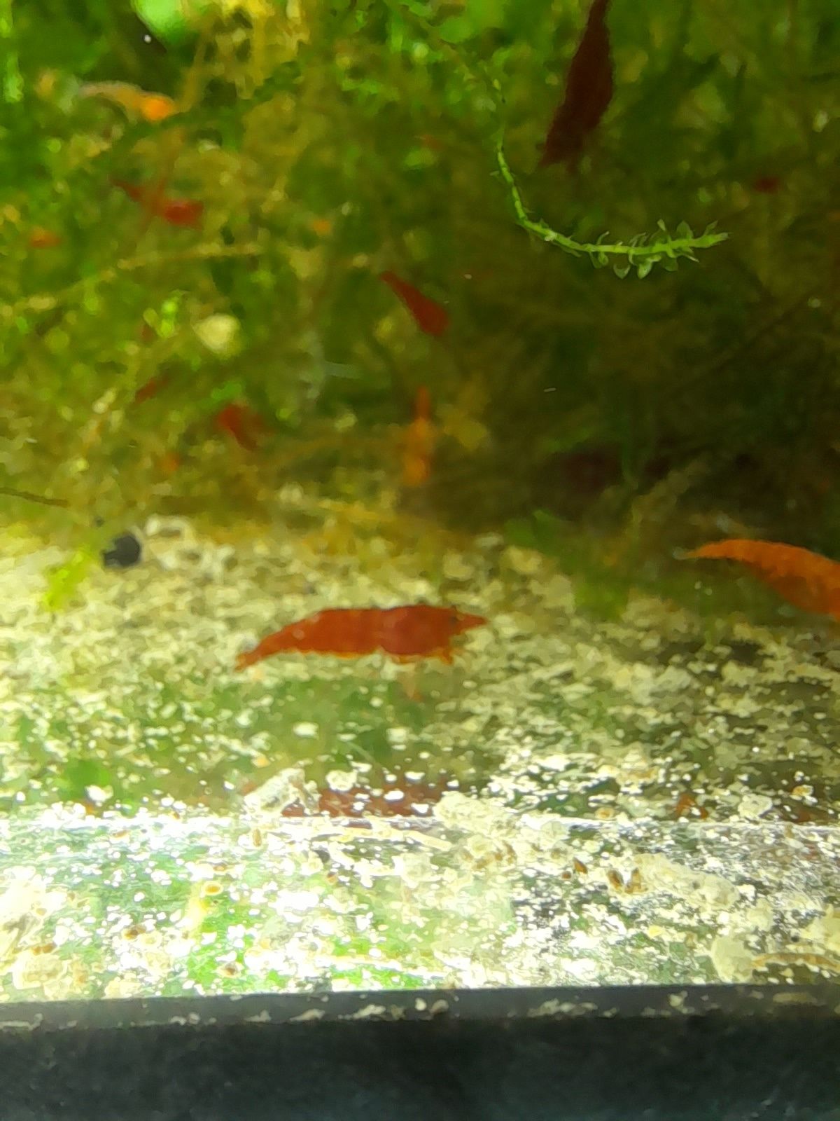Krewetka sakura red
