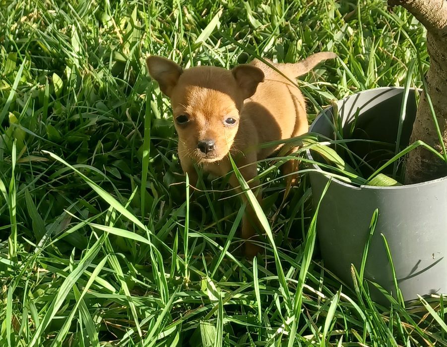 Fêmea pinscher miniatura