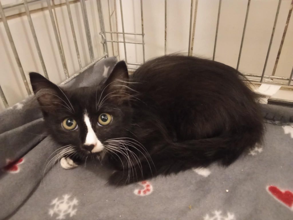 Pilne! Adopcja kotków z Charkowa