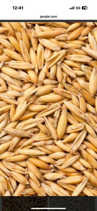 Owies RAMBO tegoroczny sprzedam