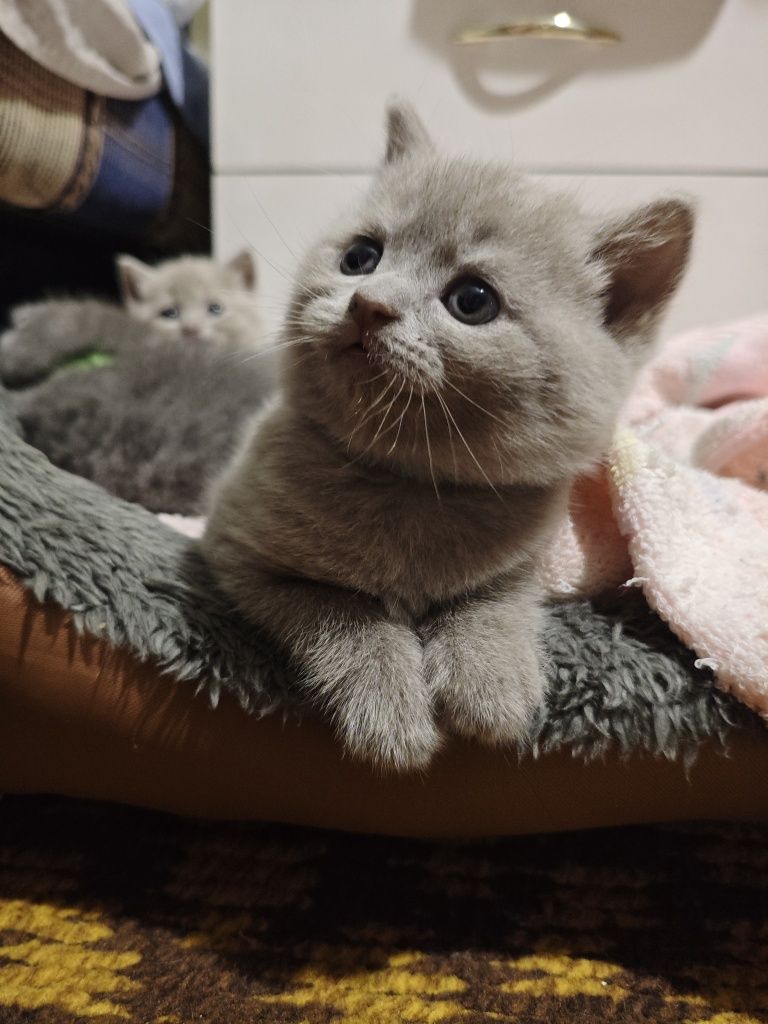 Продам британских котят