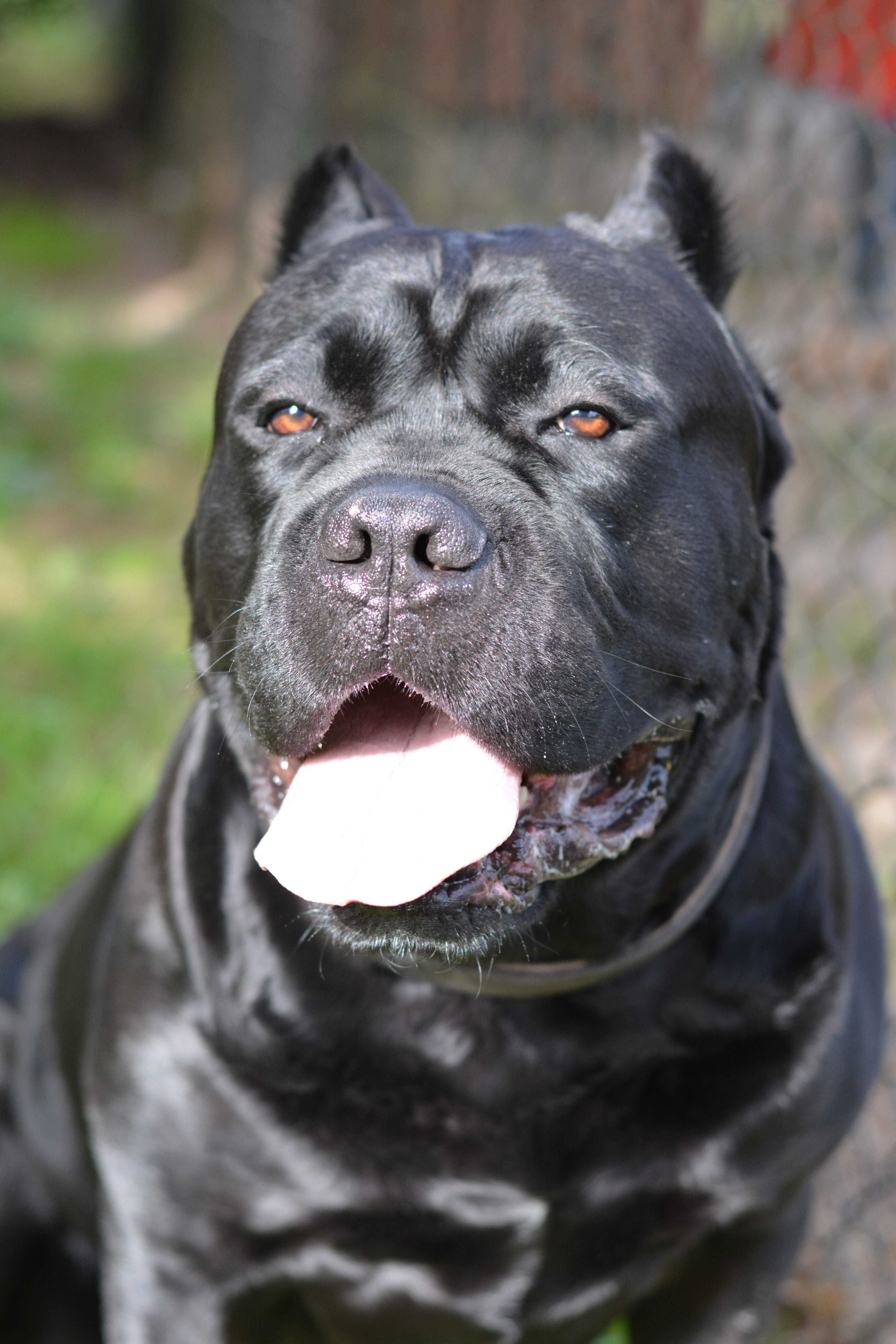 Cane Corso FCI - po Championach