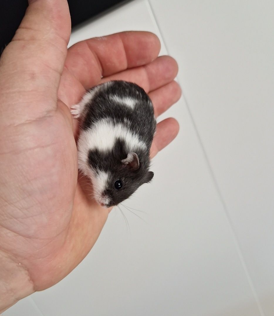 chomik campbella