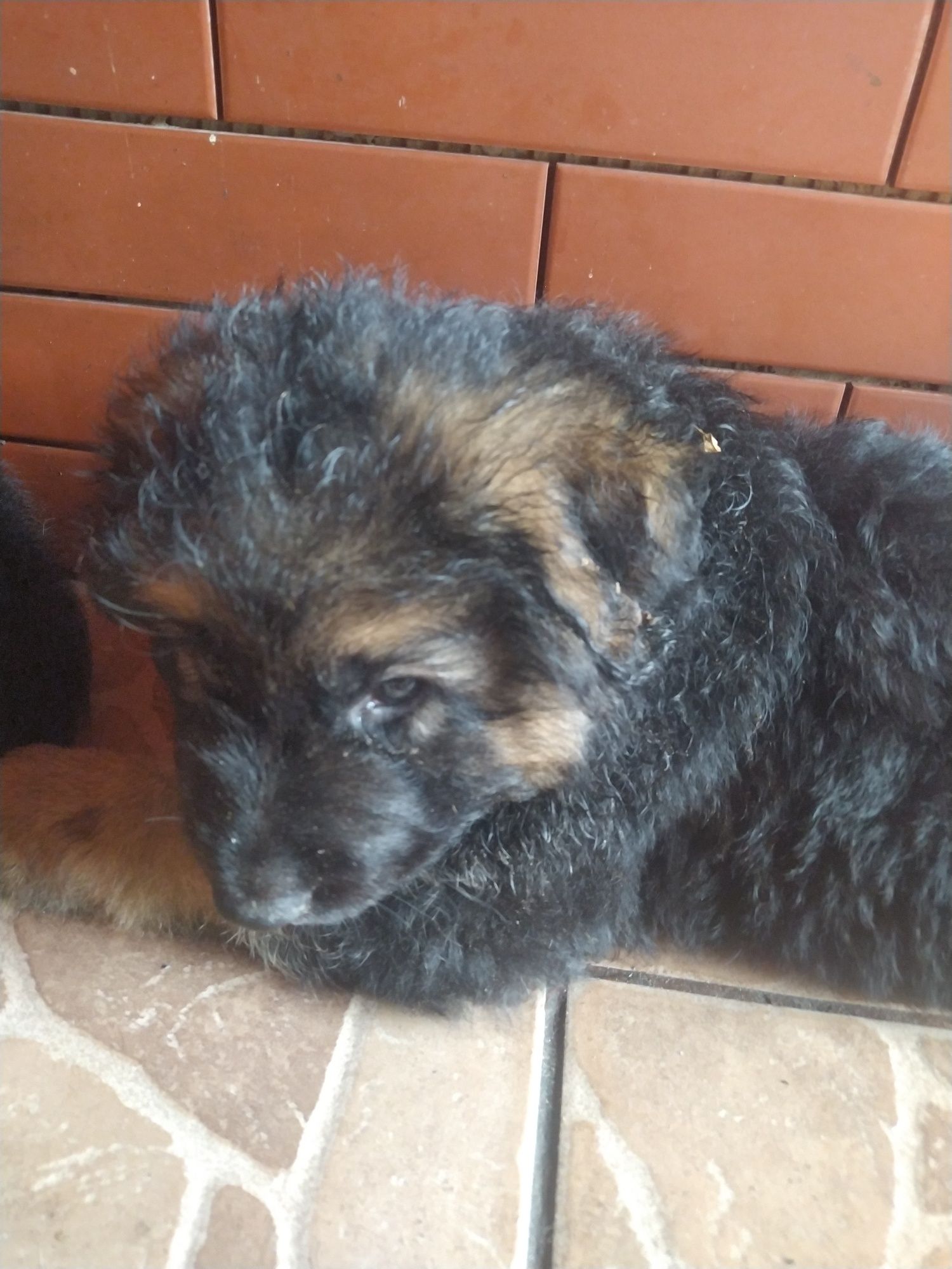 Oddamy owczarki niemieckie w dobre serca