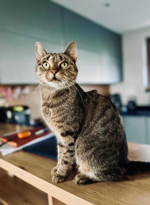 Pyszna Szarlotka tak domowa i słodka to kotka.