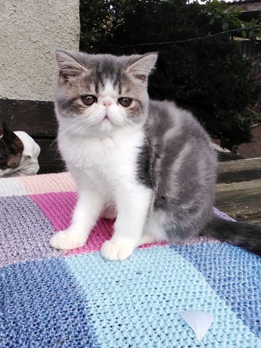 Екзотична короткошерста